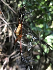 Argiope ocula