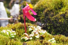 Utricularia menziesii