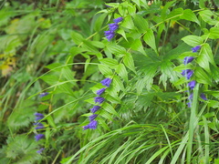 Gentiana asclepiadea