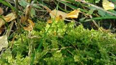 Plagiomnium cuspidatum