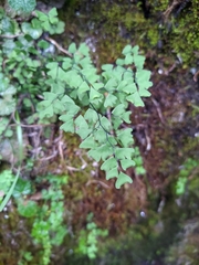 Adiantum formosanum