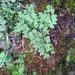 Adiantum formosanum - Photo (c) Wen Ling Tsai, some rights reserved (CC BY-NC), uploaded by Wen Ling Tsai