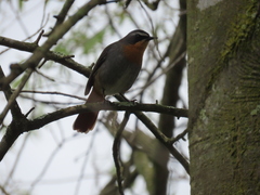 Cossypha caffra caffra