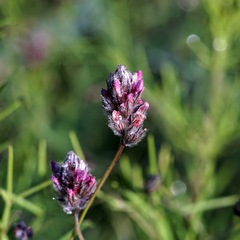Dalea filiformis