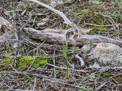 Pterostylis dolichochila