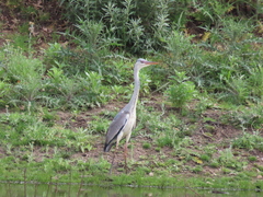 Ardea cinerea cinerea