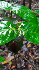 Palicourea didymocarpos