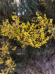 Acacia caesiella