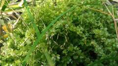 Plagiomnium cuspidatum