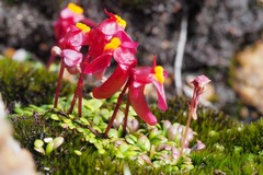 Utricularia menziesii