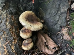 Lactarius deliciosus