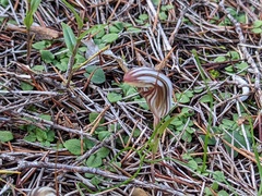 Pterostylis dolichochila