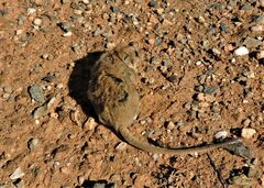 Sminthopsis macroura