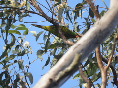 Trichoglossus chlorolepidotus