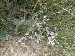 Limonium gmelinii