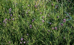 Dalea filiformis
