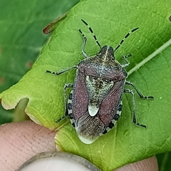 Dolycoris