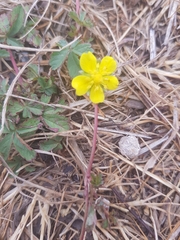 Potentilla reptans