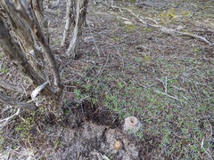 Pterostylis dolichochila