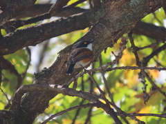 Batis capensis capensis