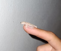 Tarentola mauritanica