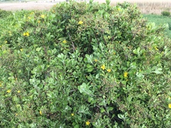 Osteospermum moniliferum