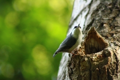 Sitta europaea