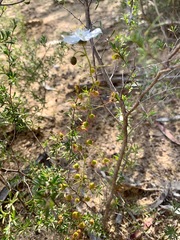 Drosera planchonii