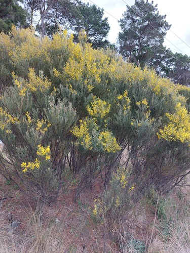 Acacia caesiella, 2022-08-28