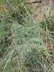Suaeda prostrata