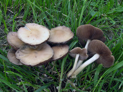 Candolleomyces candolleanus