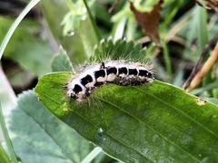 Acronicta euphorbiae