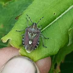 Dolycoris