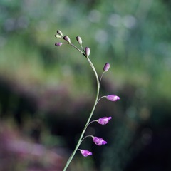 Pennellia longifolia