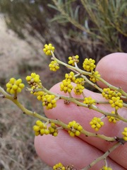 Acacia caesiella