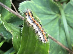 Acronicta euphorbiae