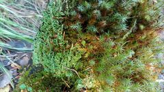 Cladonia ochrochlora