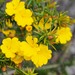 Hibbertia ulicifolia - Photo (c) Jesse de Vries, some rights reserved (CC BY-NC), uploaded by Jesse de Vries