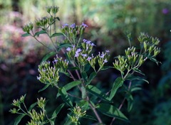 Stevia serrata
