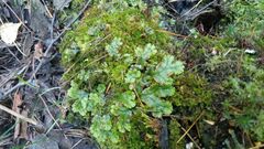 Marchantia polymorpha ruderalis