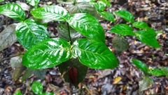 Palicourea didymocarpos
