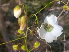 Drosera planchonii
