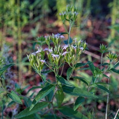 Stevia serrata