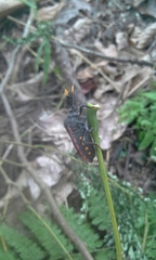 Dinidor impicticollis