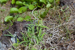 Digitaria sericea