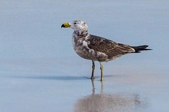 Larus pacificus