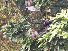 Coracina novaehollandiae