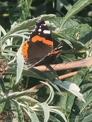 Vanessa atalanta
