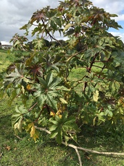 Ricinus communis