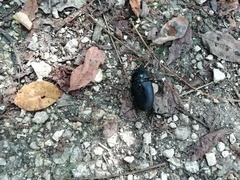 Lucanus cervus